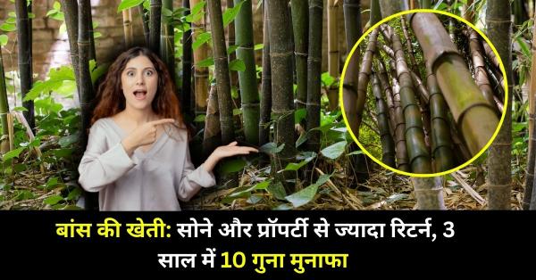 बांस की खेती सोने और प्रॉपर्टी से ज्यादा रिटर्न, 3 साल में 10 गुना मुनाफा Bamboo cultivation business in hindi